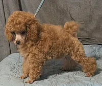 Lil Red, a male Poodle - Toy  for sale in Willis, TX – 4 of 4