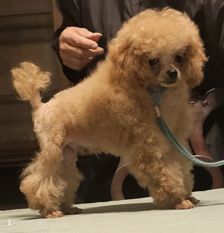 Tiny – Poodle - Toy  puppy for sale in Willis, TX