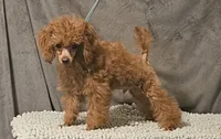 Red Tiny, a male Poodle - Toy  for sale in Willis, TX – 4 of 4