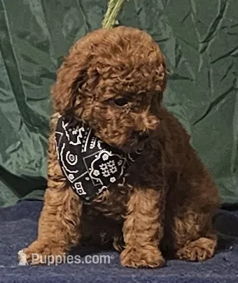 Red Bandit – Poodle - Toy  puppy for sale in Willis, TX