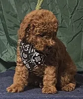 Red Bandit, a male Poodle - Toy  for sale in Willis, TX – 1 of 4