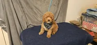 Red Rider, a male Poodle - Toy  for sale in Willis, TX – 3 of 3