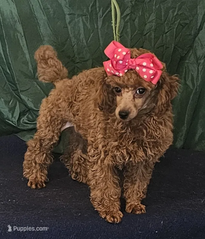 MISS RED – Poodle - Toy  puppy for sale in Willis, TX