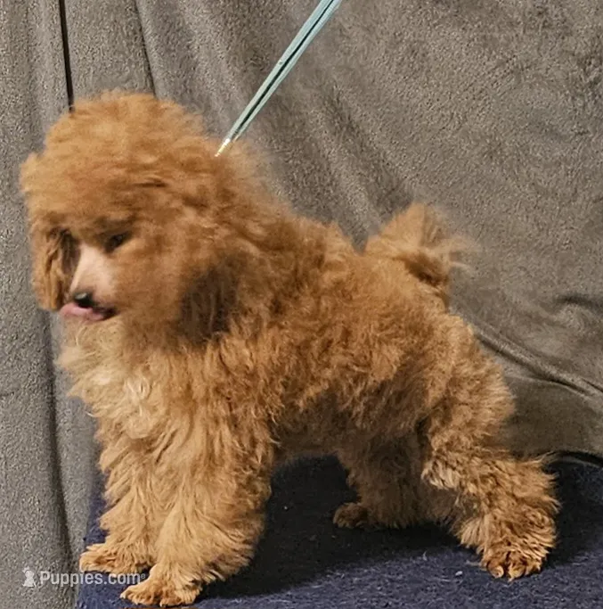 Red Flame – Poodle - Toy  puppy for sale in Willis, TX