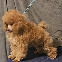 Red Flame, a male Poodle - Toy  for sale in Willis, TX – 1 of 3