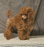 Red Tiny, a male Poodle - Toy  for sale in Willis, TX – 3 of 4