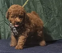 Red Bandit, a male Poodle - Toy  for sale in Willis, TX – 4 of 4