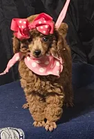 MISS RED, a female Poodle - Miniature  for sale in Willis, TX – 2 of 7