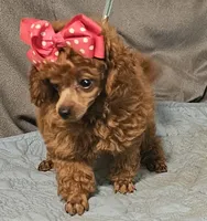 Red Ruby, a female Poodle - Toy  for sale in Willis, TX – 2 of 3