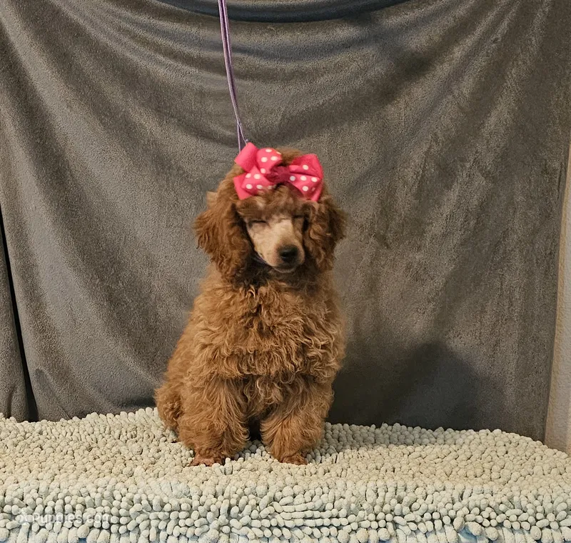MISS RED – Poodle - Toy  puppy for sale in Willis, TX