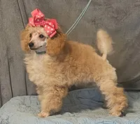 FiFi, a female Poodle - Toy  for sale in Willis, TX – 3 of 3