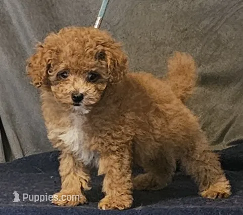 Zippy  – Poodle - Toy  puppy for sale in Willis, TX