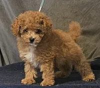 Zippy , a male Poodle - Toy  for sale in Willis, TX – 1 of 2