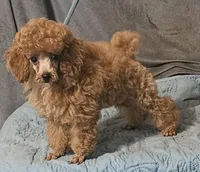 Lil Red, a male Poodle - Toy  for sale in Willis, TX – 3 of 4