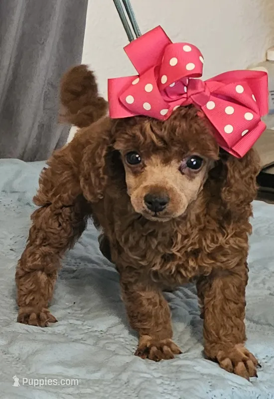 RED Reba – Poodle - Toy  puppy for sale in Willis, TX