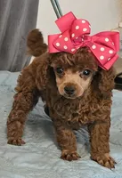 RED Reba, a female Poodle - Toy  for sale in Willis, TX – 1 of 3