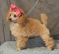 FiFi, a female Poodle - Toy  for sale in Willis, TX – 2 of 3