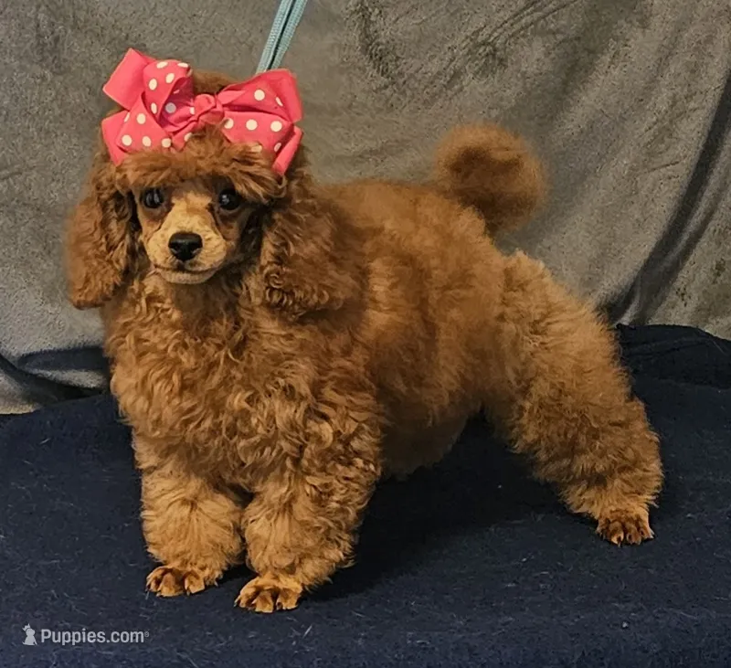 Red Ruby – Poodle - Toy  puppy for sale in Willis, TX