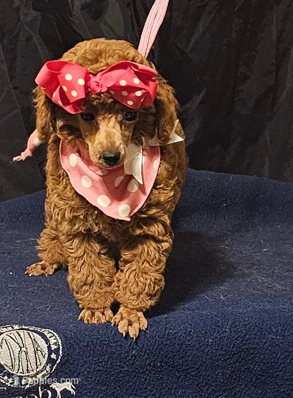 MISS RED – Poodle - Miniature  puppy for sale in Willis, TX
