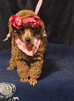 MISS RED, a female Poodle - Miniature  for sale in Willis, TX – 1 of 7