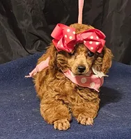 MISS RED, a female Poodle - Miniature  for sale in Willis, TX – 3 of 7