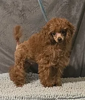 Red Tiny, a male Poodle - Toy  for sale in Willis, TX – 2 of 4