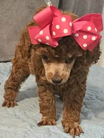 RED Reba, a female Poodle - Toy  for sale in Willis, TX – 2 of 3