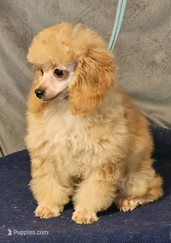 FiFi – Poodle - Toy  puppy for sale in Willis, TX