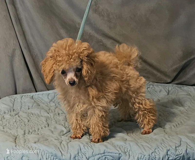 Tiny – Poodle - Toy  puppy for sale in Willis, TX
