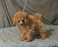 Tiny, a male Poodle - Toy  for sale in Willis, TX – 1 of 1