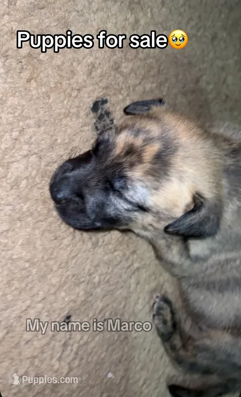 Marco – German Shepherd Dog puppy for sale in Birmingham, AL