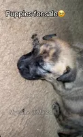 Marco, a male German Shepherd Dog for sale in Birmingham, AL – 1 of 2