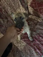 Marco, a male German Shepherd Dog for sale in Birmingham, AL – 2 of 2