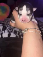 Sincere , a male Siberian Husky and Alaskan Husky for sale in Tulsa, OK – Photo 3 of 3