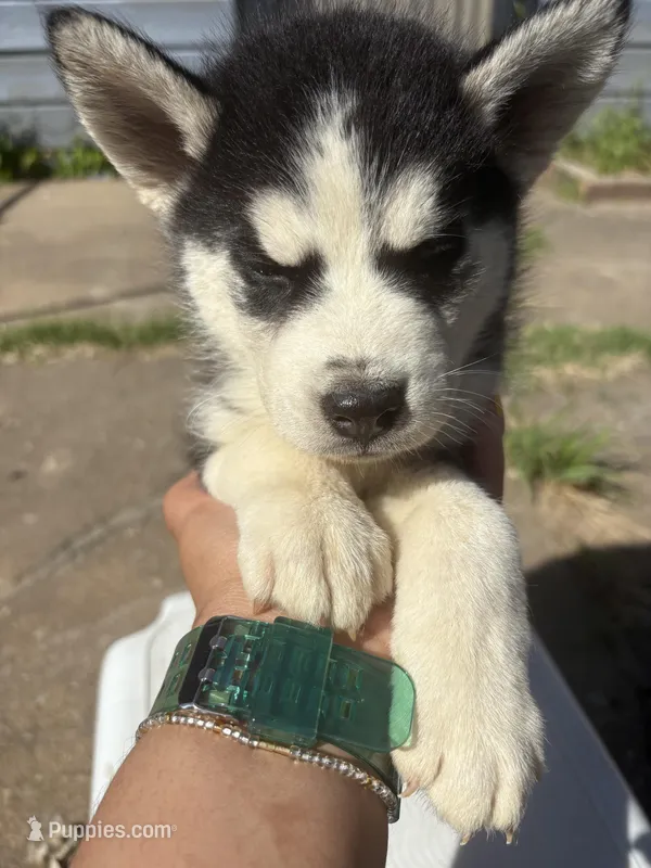 Sincere  – Siberian Husky, Alaskan Husky puppy for sale in Tulsa, OK