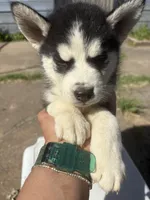 Sincere , a male Siberian Husky and Alaskan Husky for sale in Tulsa, OK – Photo 1 of 3
