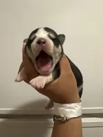 Sincere , a male Siberian Husky and Alaskan Husky for sale in Tulsa, OK – Photo 2 of 3