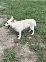 Roco, a male German Shepherd Dog for sale in Prole, IA – 4 of 6