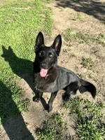 Moxy, a female German Shepherd Dog for sale in Prole, IA – 2 of 2
