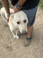 Roco, a male German Shepherd Dog for sale in Prole, IA – 5 of 6