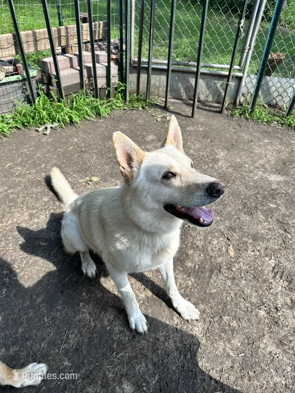 Roco – German Shepherd Dog puppy for sale in Prole, IA