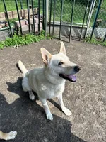 Roco, a male German Shepherd Dog for sale in Prole, IA – 3 of 3
