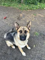 Nova, a female German Shepherd Dog for sale in Prole, IA – 3 of 3