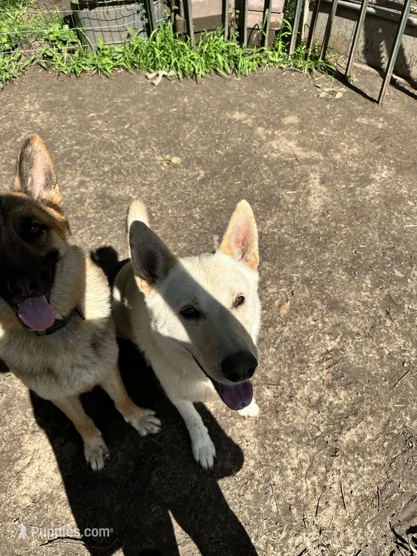 Nova – German Shepherd Dog puppy for sale in Prole, IA