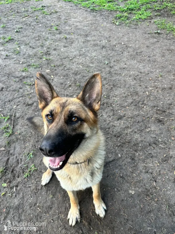 Nova – German Shepherd Dog puppy for sale in Prole, IA