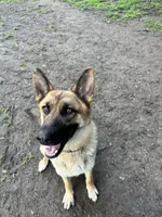 Nova, a female German Shepherd Dog for sale in Prole, IA – 2 of 3