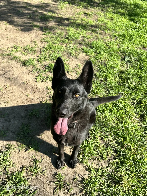 Moxy – German Shepherd Dog puppy for sale in Prole, IA