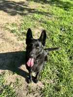 Moxy, a female German Shepherd Dog for sale in Prole, IA – 1 of 2