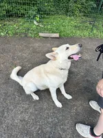 Roco, a male German Shepherd Dog for sale in Prole, IA – 2 of 3