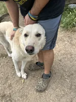 Roco, a male German Shepherd Dog for sale in Prole, IA – 6 of 6